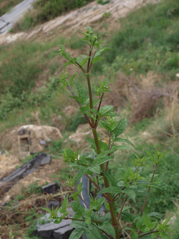 Asteracea - Bidens sp